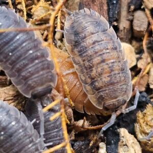 Porcellio Scaber Lottery Mix