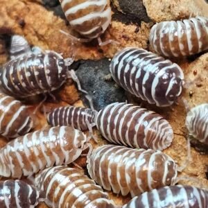 Armadillidium Maculatum Chocolate 'Zebra' (Babies-Juvis Avail.)
