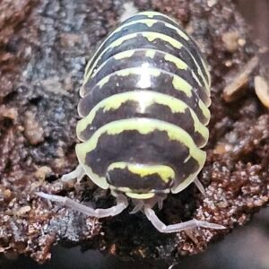 Armadillidium Maculatum Yellow 'Zebra' (Babies-Juvis avail.)
