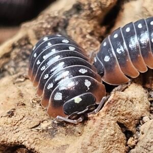 Armadillidium Dubrovnik Klugii "Clowns"