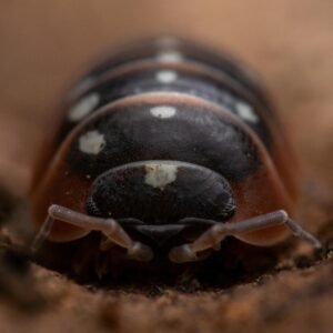 Armadillidium Montenegro Klugii 'Clown'