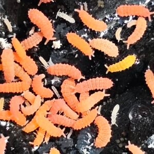 Orange Tropical Springtails {Yuukianura aphoruroides)