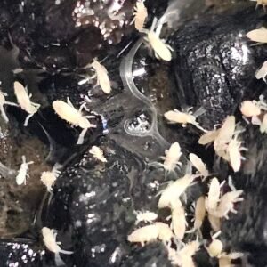 Tropical White Springtails (Collembola sp.)