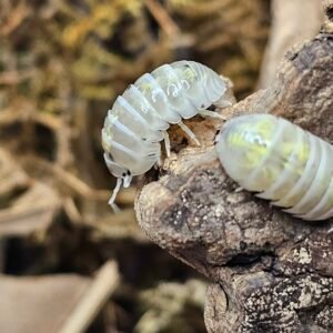 Armadillidium Vulgare Magic Potions (American Version)