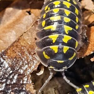 Armadillidium Gestroi Yellow Spotted