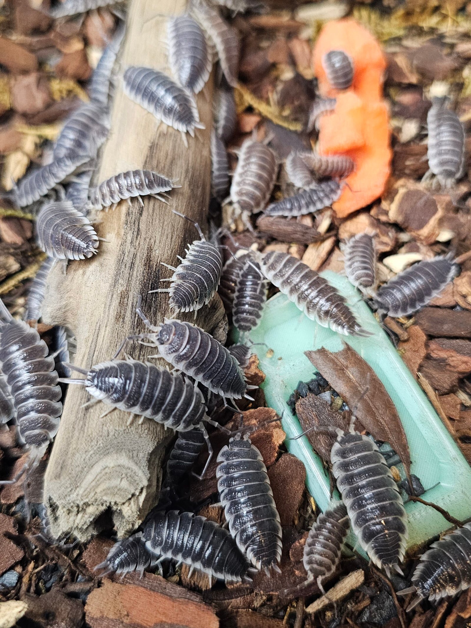 Porcellio Hoffmannseggi - Image 2