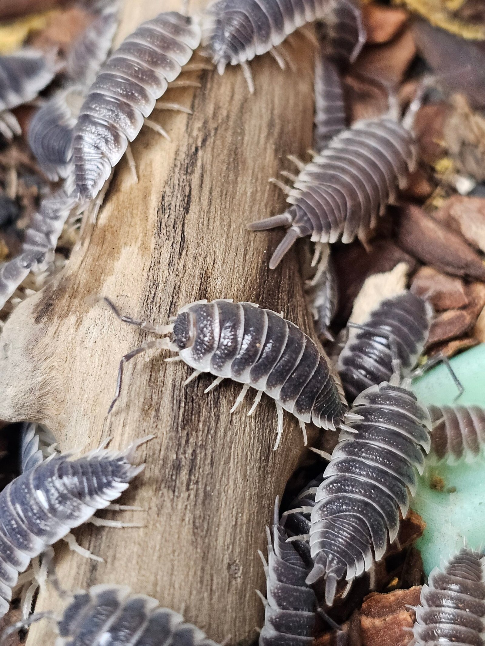 Porcellio Hoffmannseggi - Image 3
