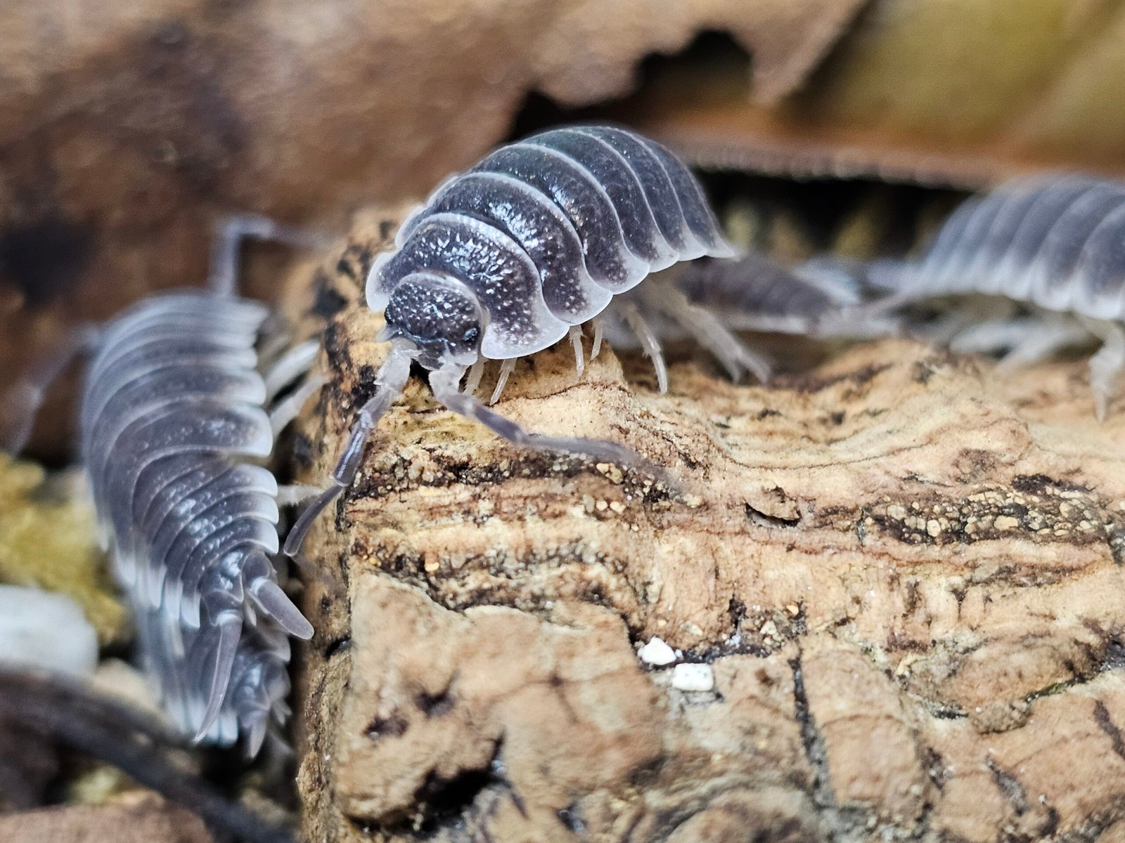 Porcellio Hoffmannseggi - Image 4