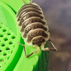 Porcellio Hoffmannseggi