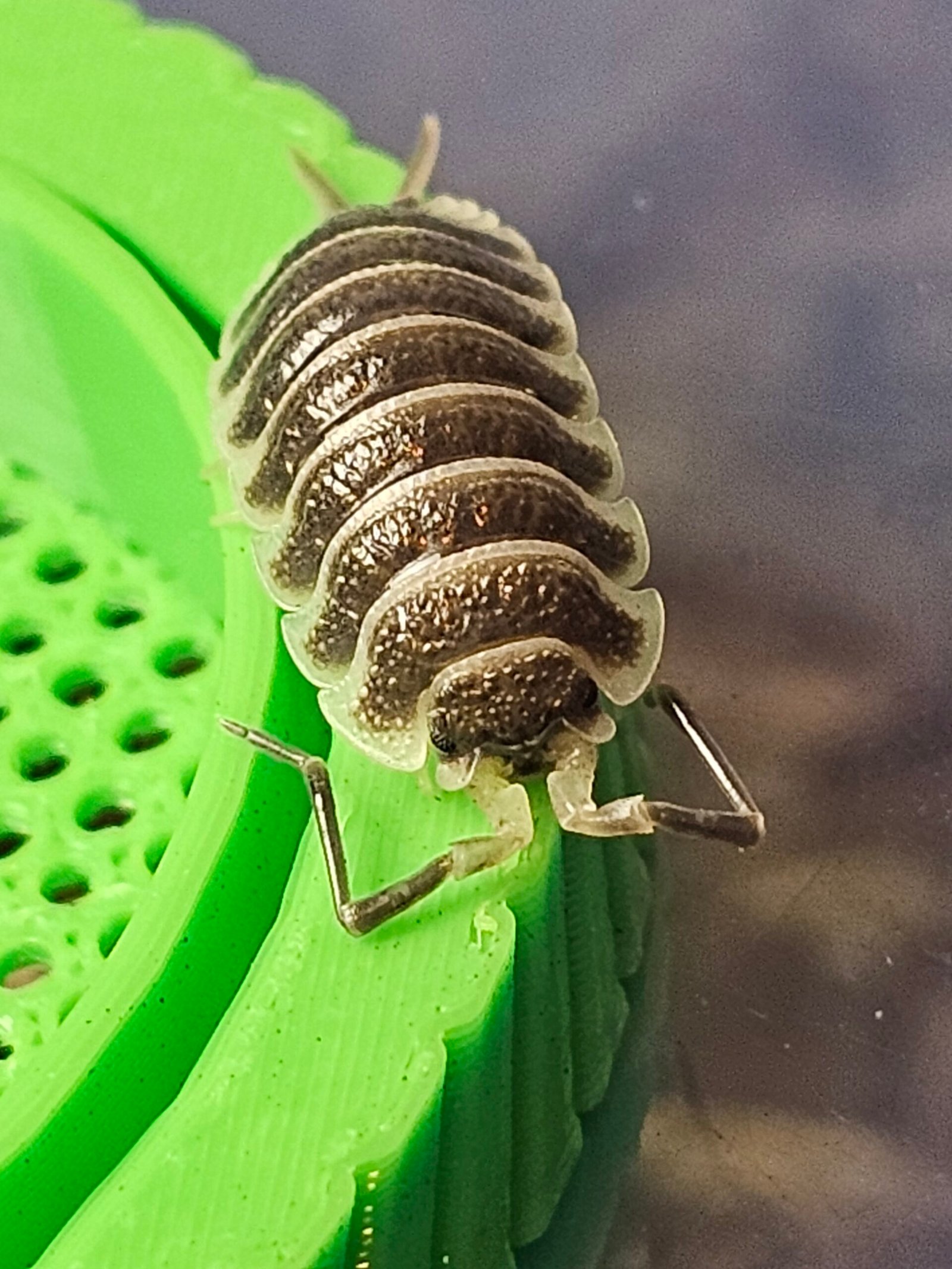 Porcellio Hoffmannseggi