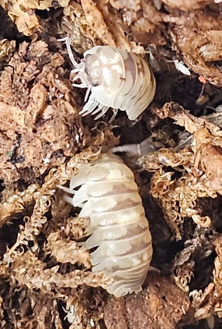 Armadillium CF. Espanoli "Marbleized" - Image 3