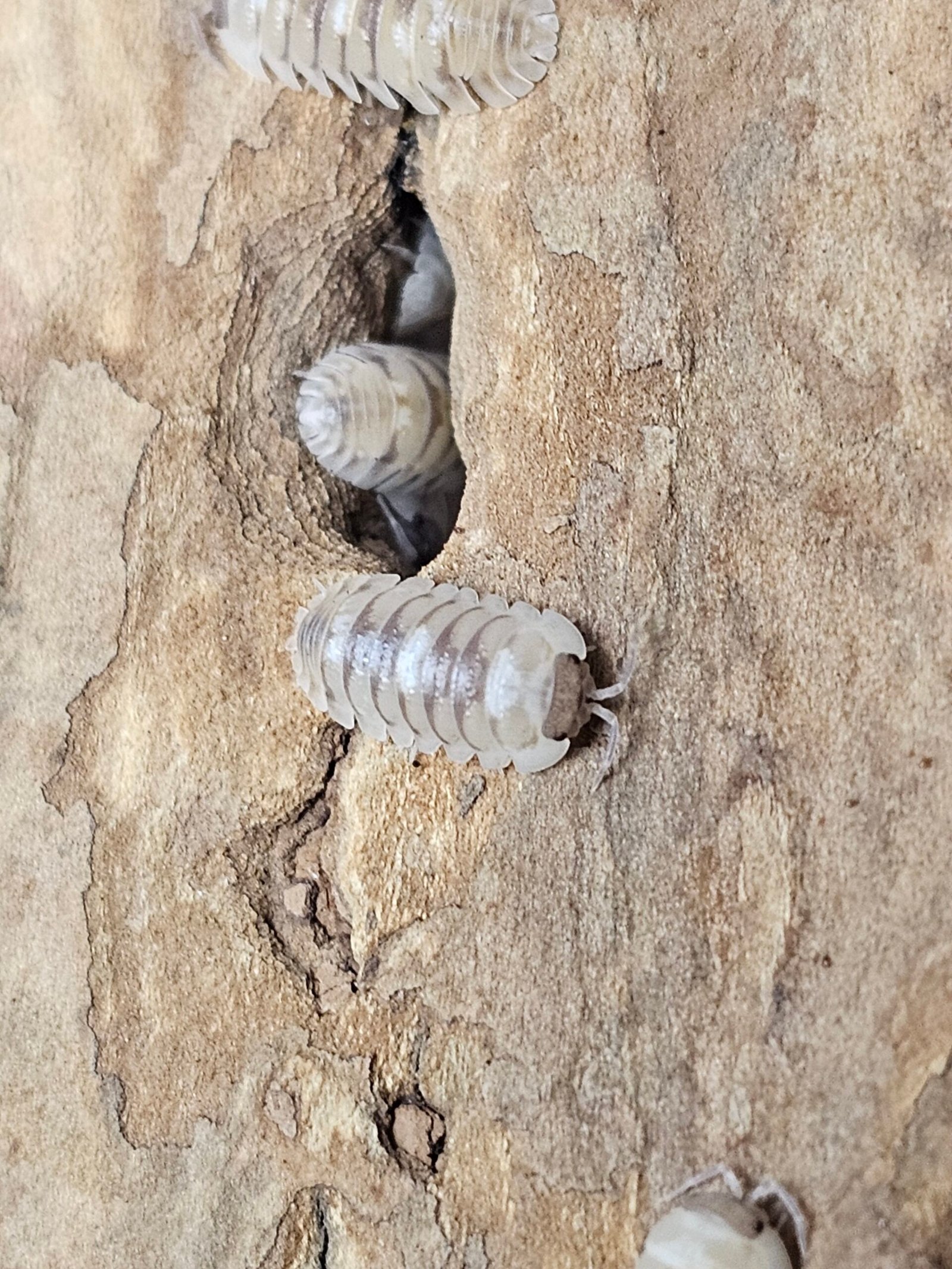 Armadillium CF. Espanoli "Marbleized" - Image 6