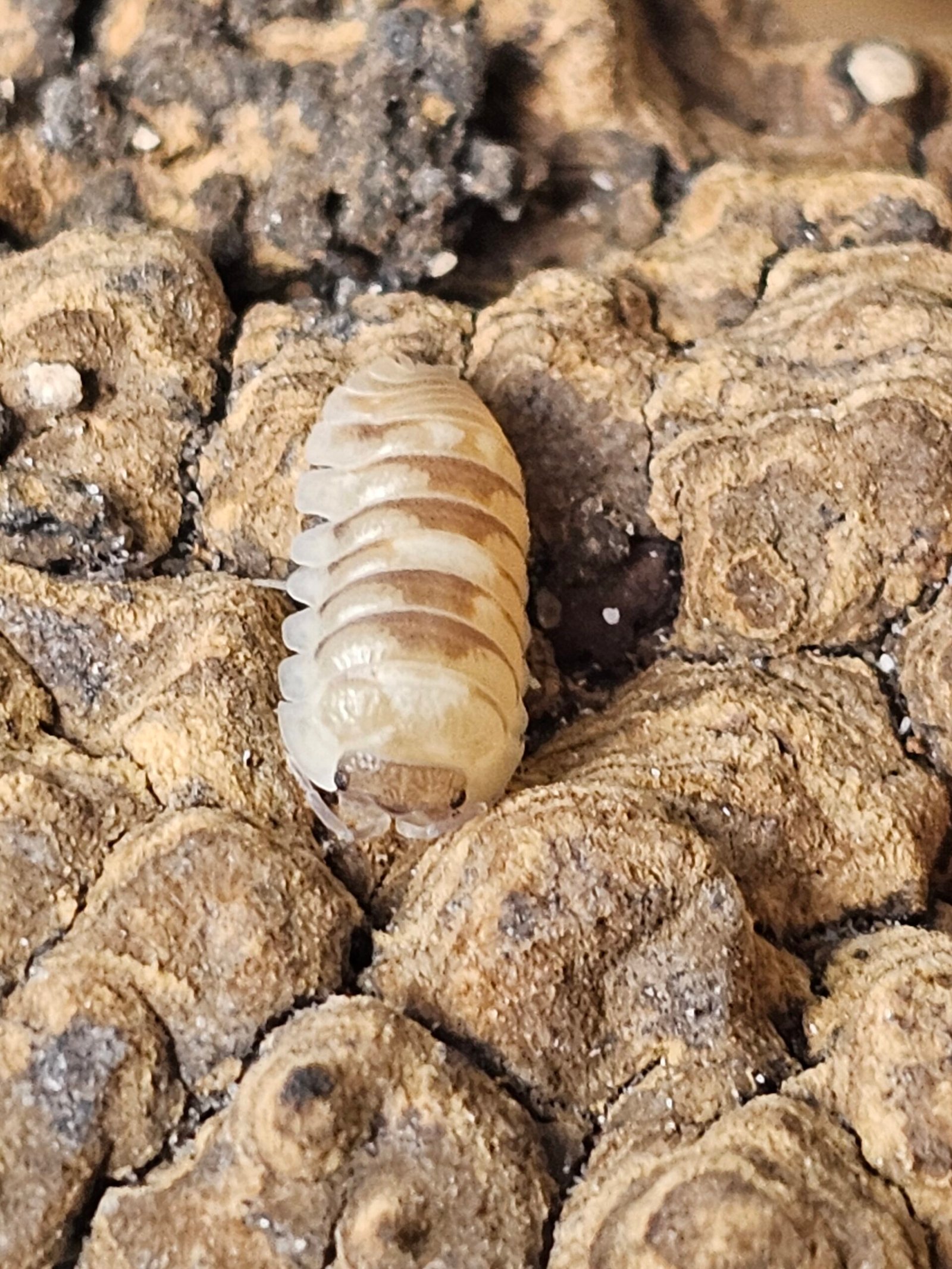 Armadillium CF. Espanoli "Marbleized" - Image 5