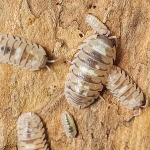 Armadillium CF. Espanoli "Marbleized"