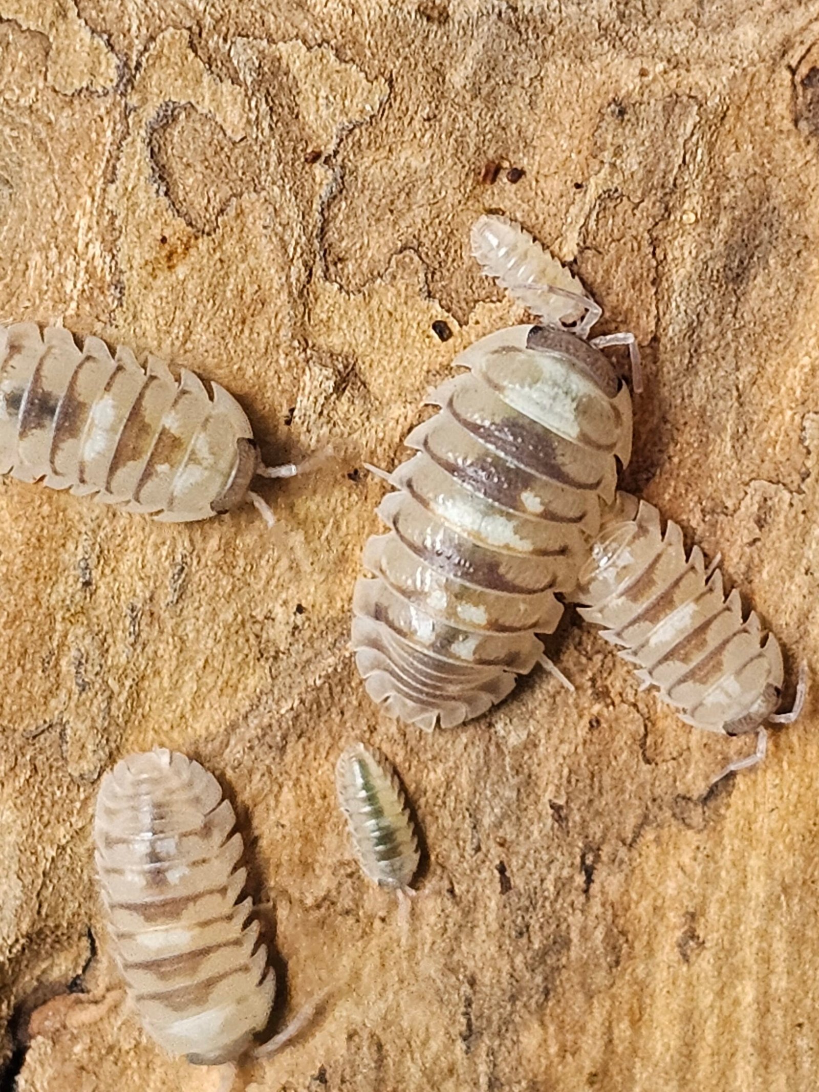 Armadillium CF. Espanoli "Marbleized"