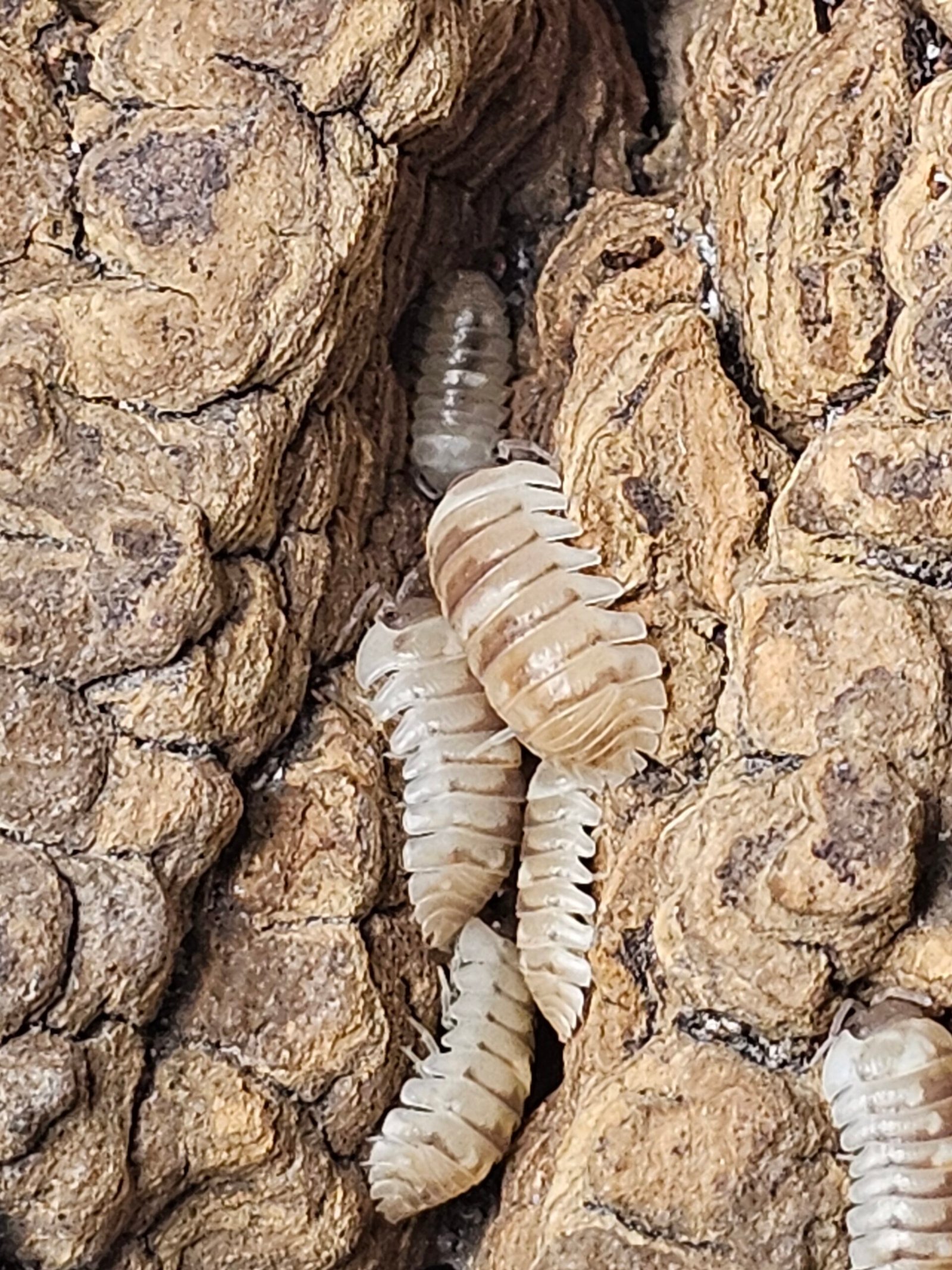 Armadillium CF. Espanoli "Marbleized" - Image 4
